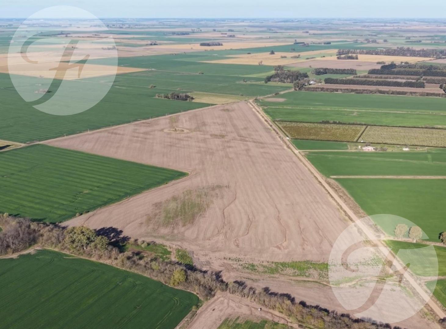 Foto de CAMPO AGRÍCOLA DE 43,43 HECTÁREAS EN VENTA – DOYLE, SAN PEDRO, imagen 2