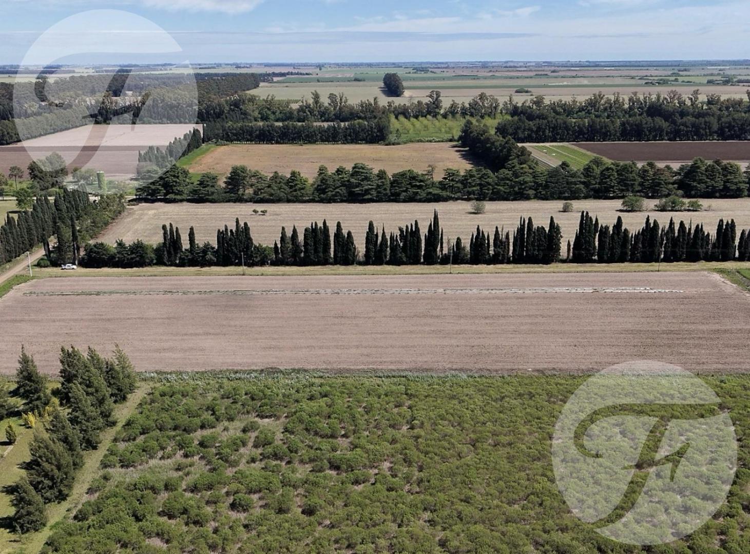 Foto de CHACRA DE 2,5 HECTÁREAS PRODUCTIVAS EN VENTA – GOBERNADOR CASTRO, SAN, imagen 4
