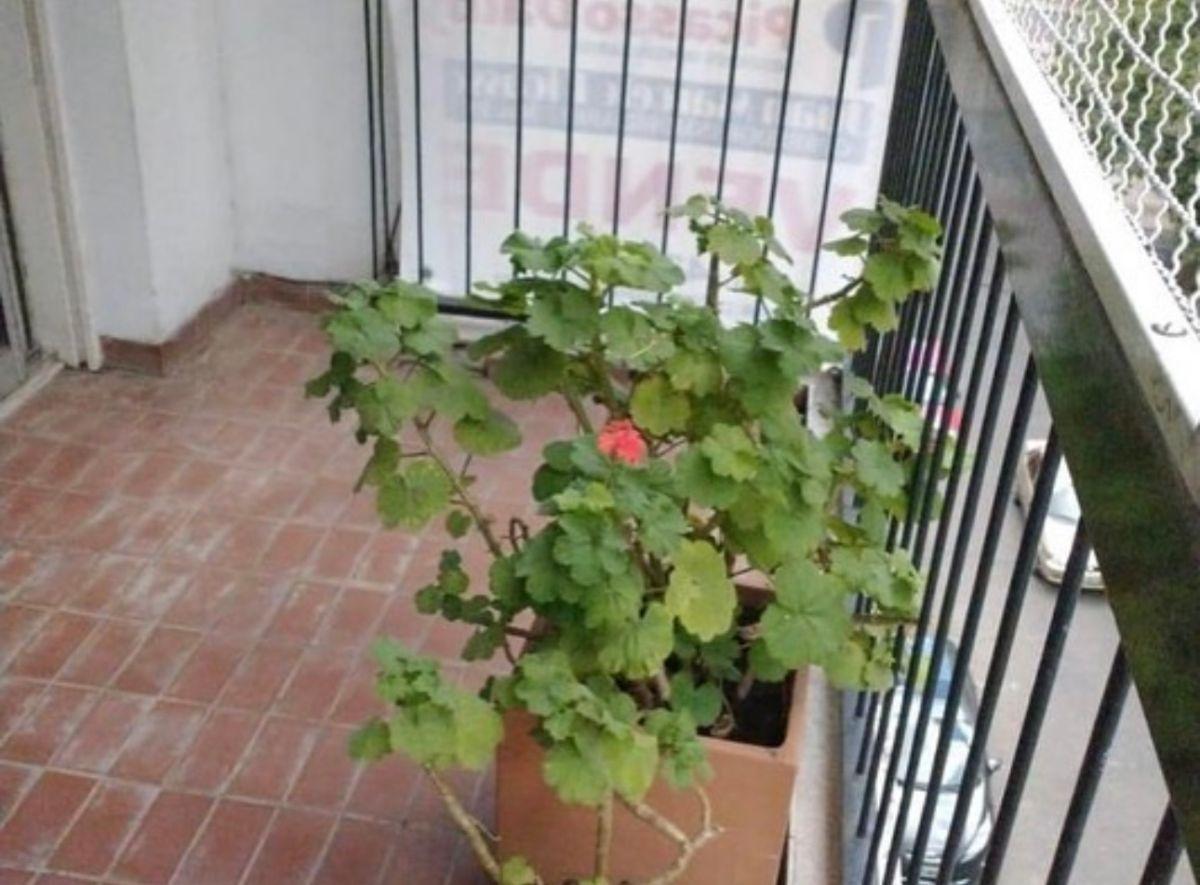 Foto de Semipiso 3 dormitorios ubicado en un piso 4, imagen 3