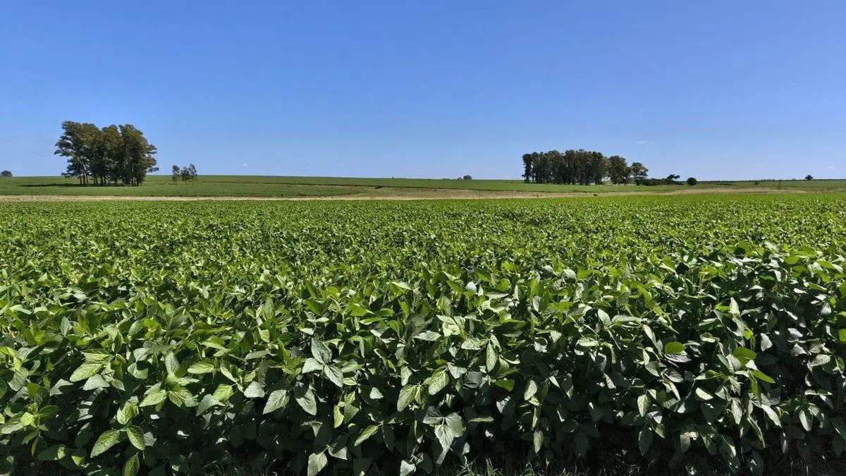 Venta de Campo Agrícola en Soriano 4