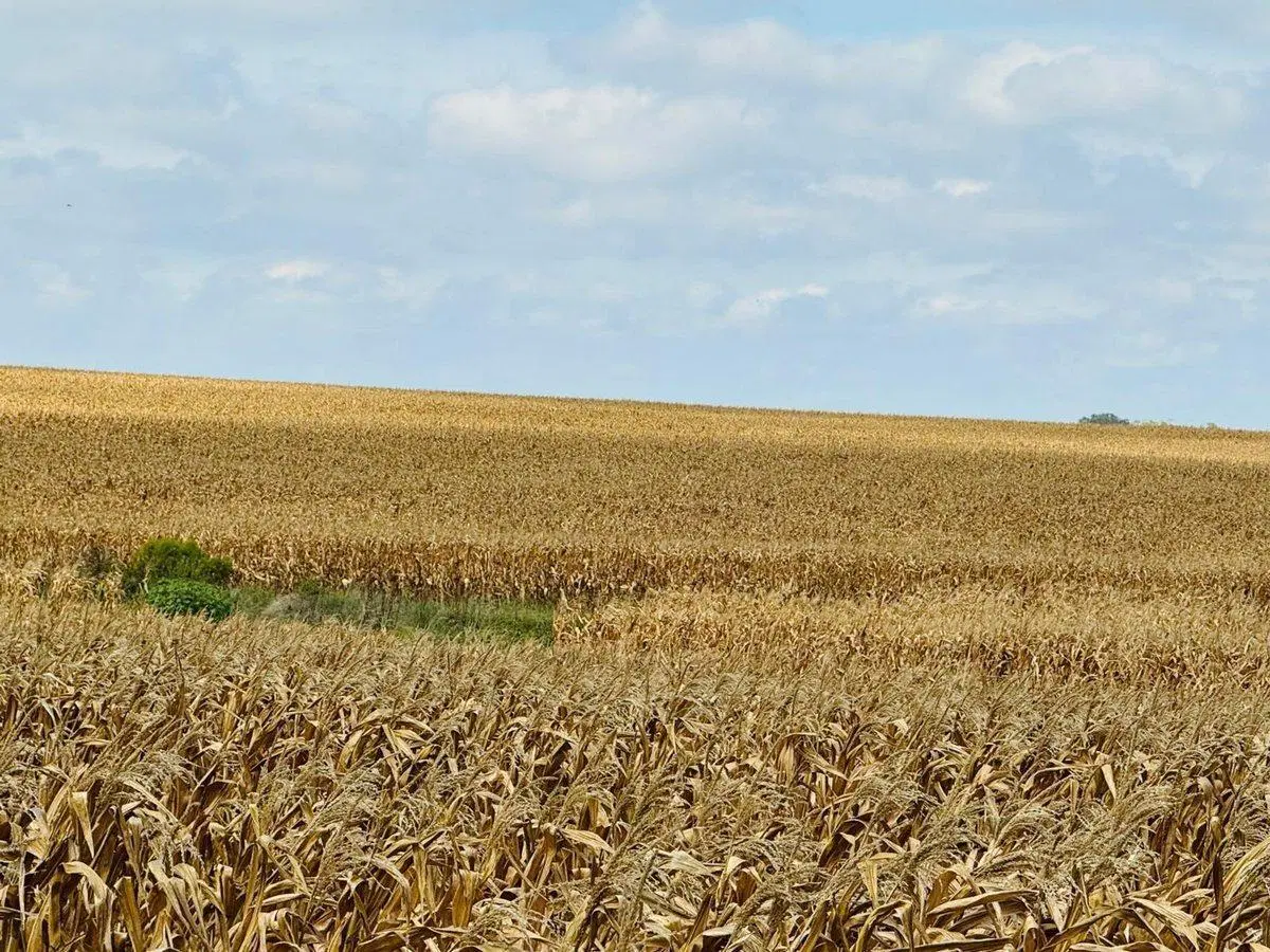 Venta de Campo Agrícola en Soriano 5