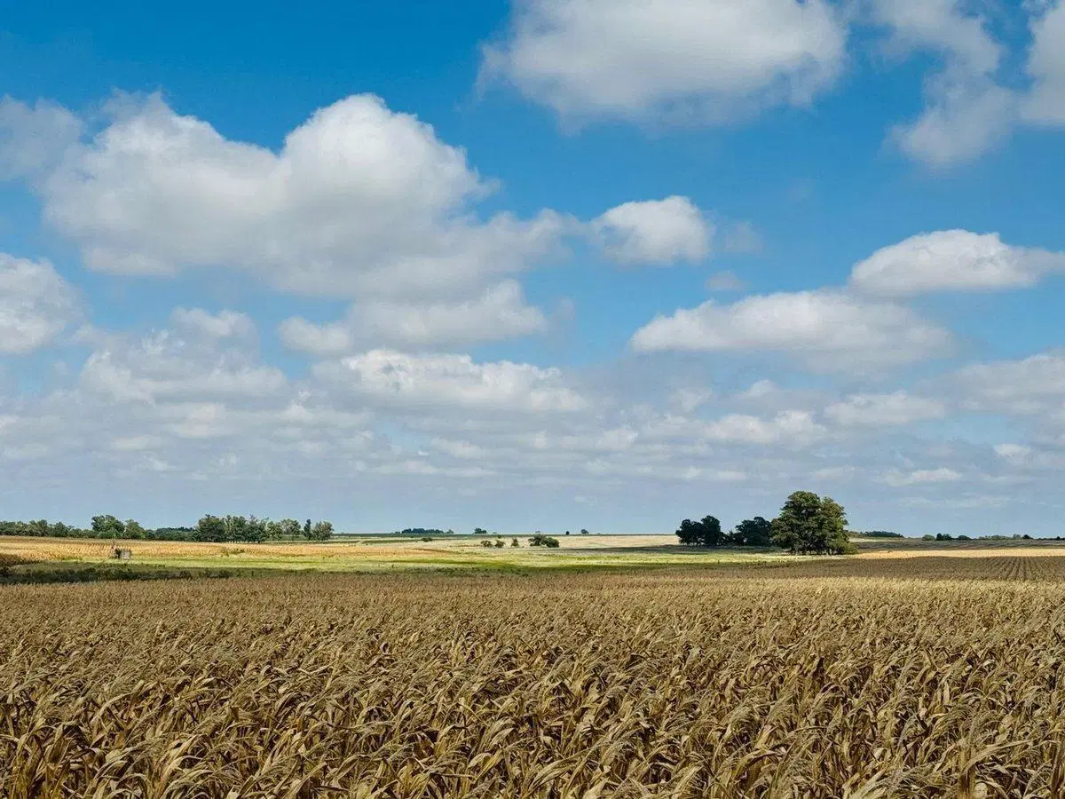Venta de Campo Agrícola en Soriano 2