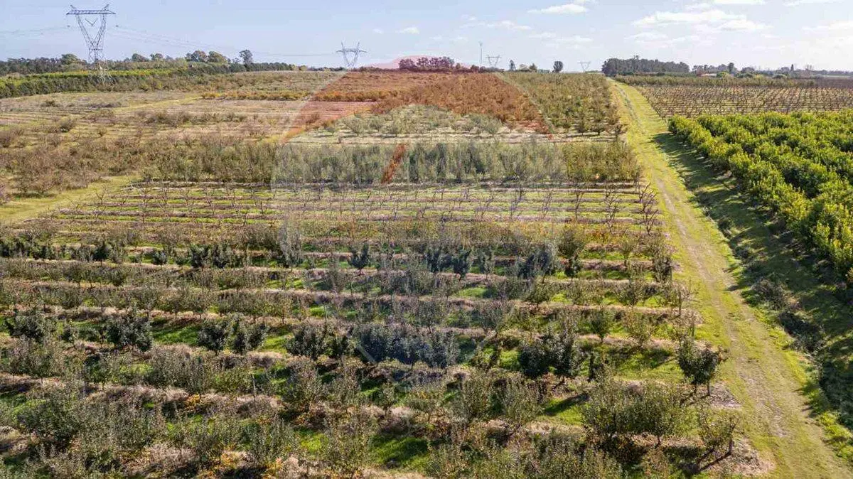 VENTA CHACRA EN MELILLA 4,7 HAS CNO LOS PIRINCHOS 2