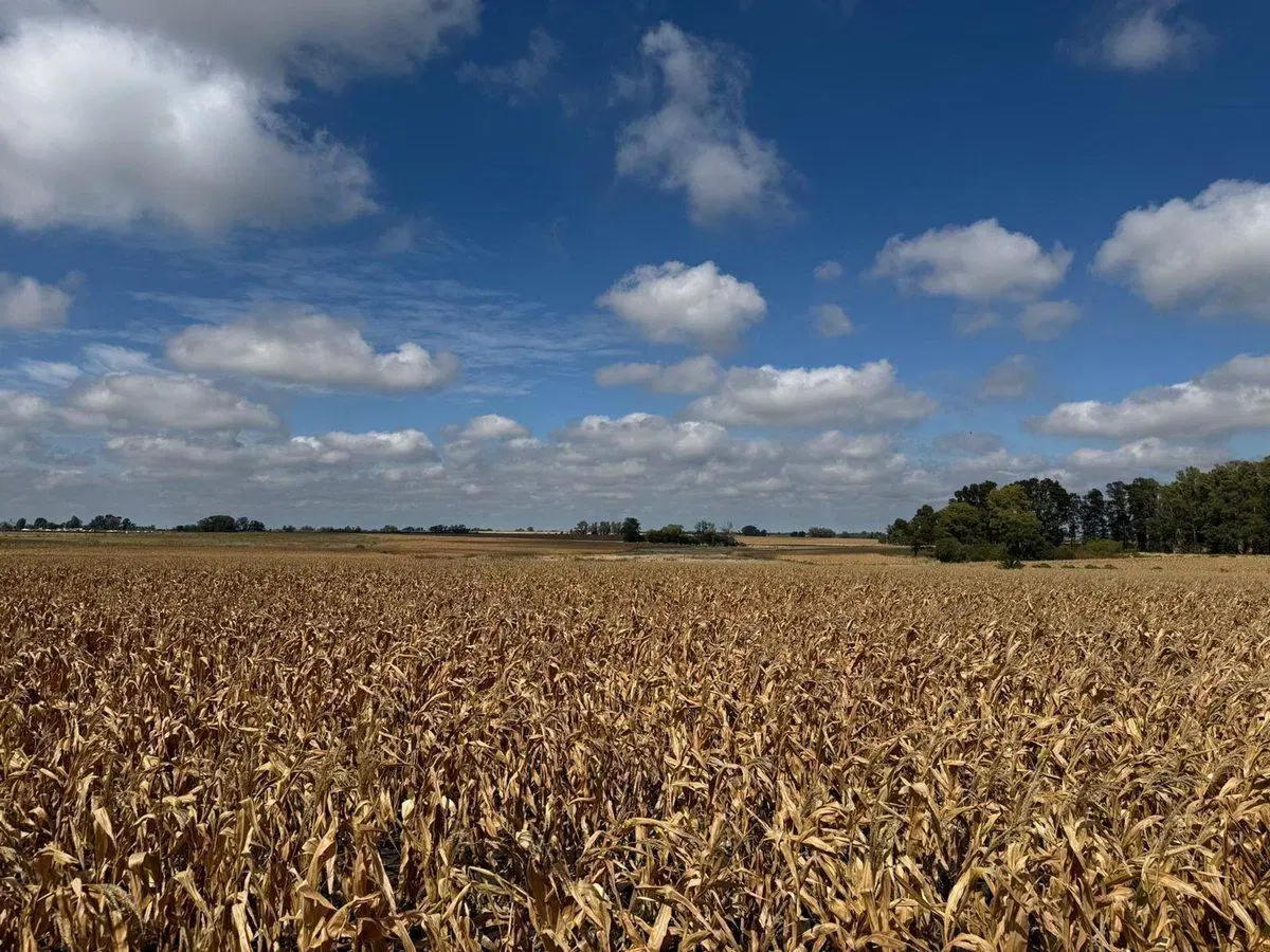 Venta de Campo Agrícola en Soriano 5