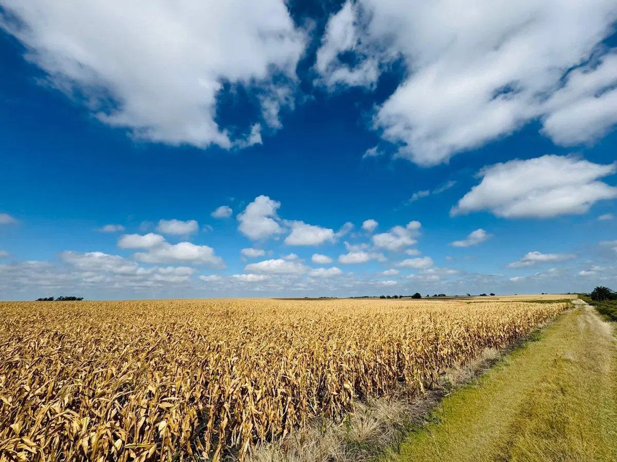 Venta de Campo Agrícola en Soriano 2