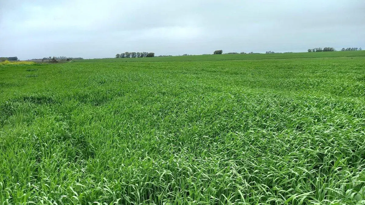 Venta de Campo Agrícola en Soriano 3