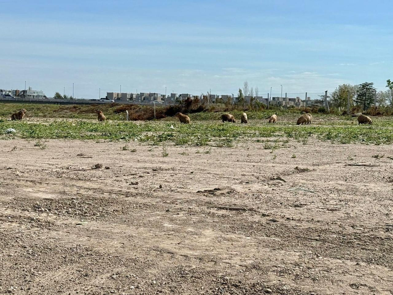 Foto de Terreno Lote en Venta en Silvestre, Nordelta, Tigre, imagen 3
