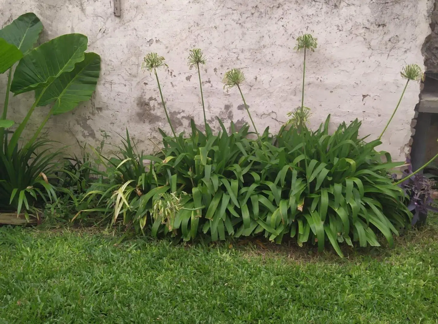 ALQUILER PH 2 AMB PLANTA BAJA OLIVOS 5