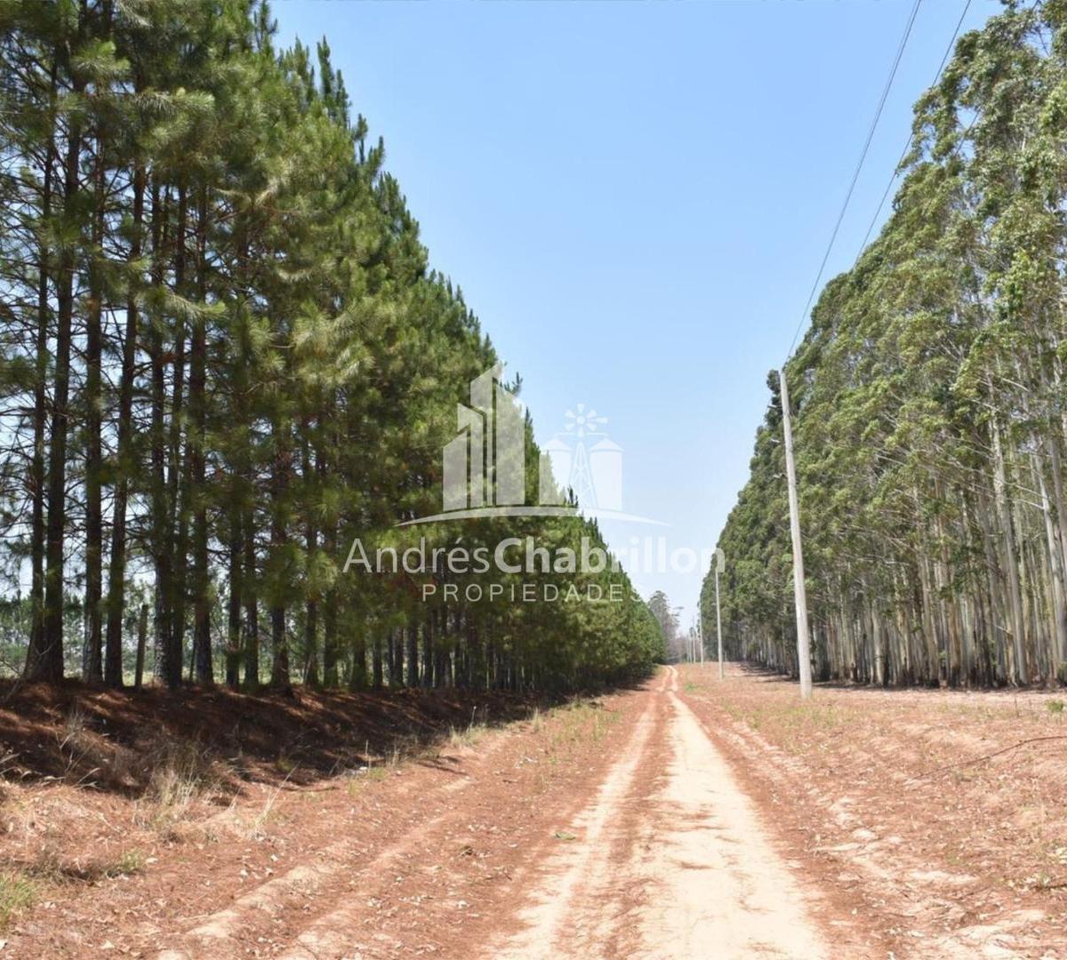 Terrenos de 7.800 m² en Villa Zorraquìn 4