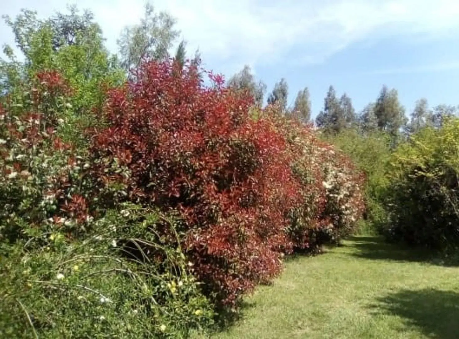 Venta lote arbolado Haras el Malacate 5