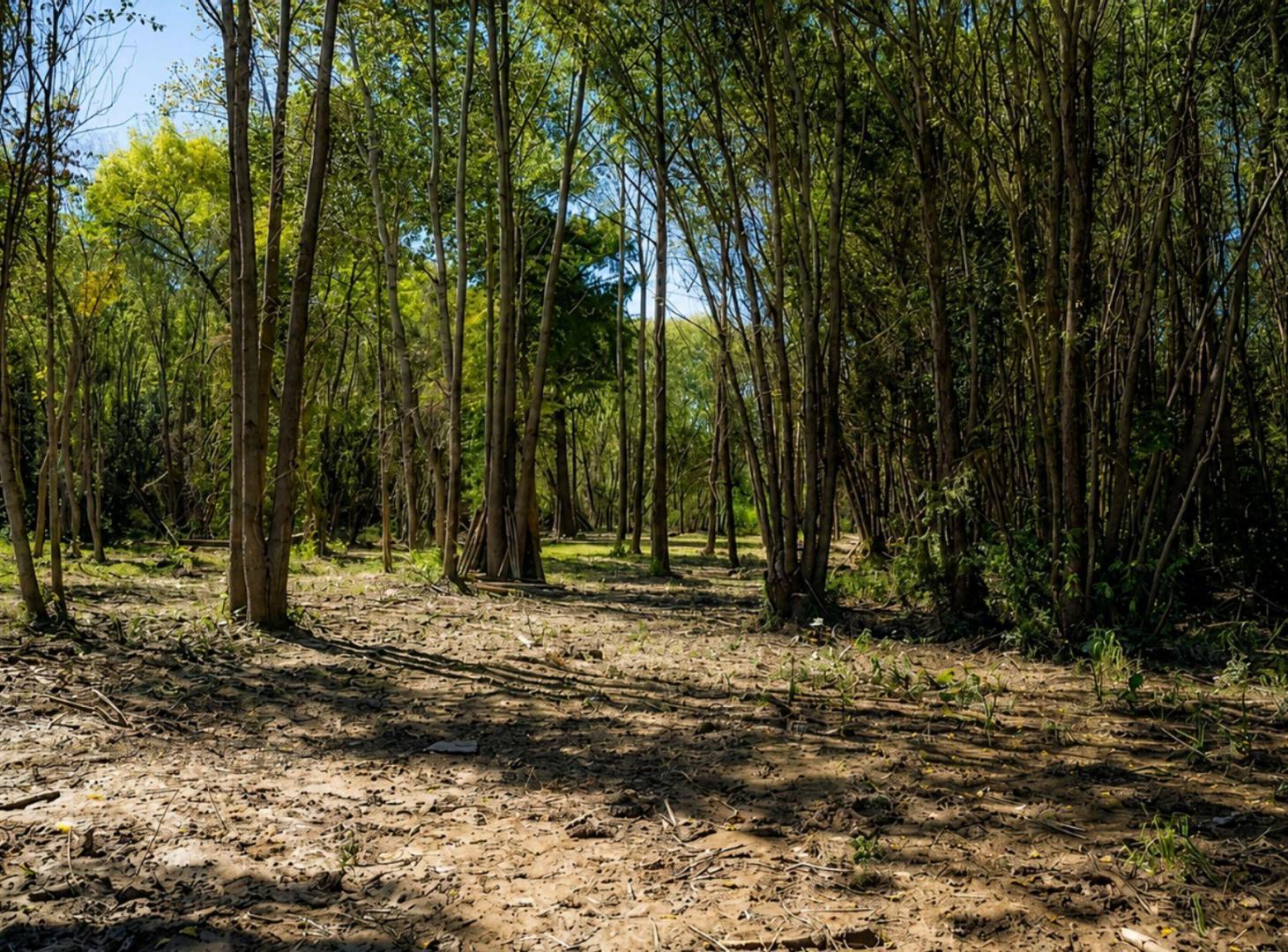 Foto de Lote de 5000 m² en Venta –Altos de la Serna -Delta, imagen 3