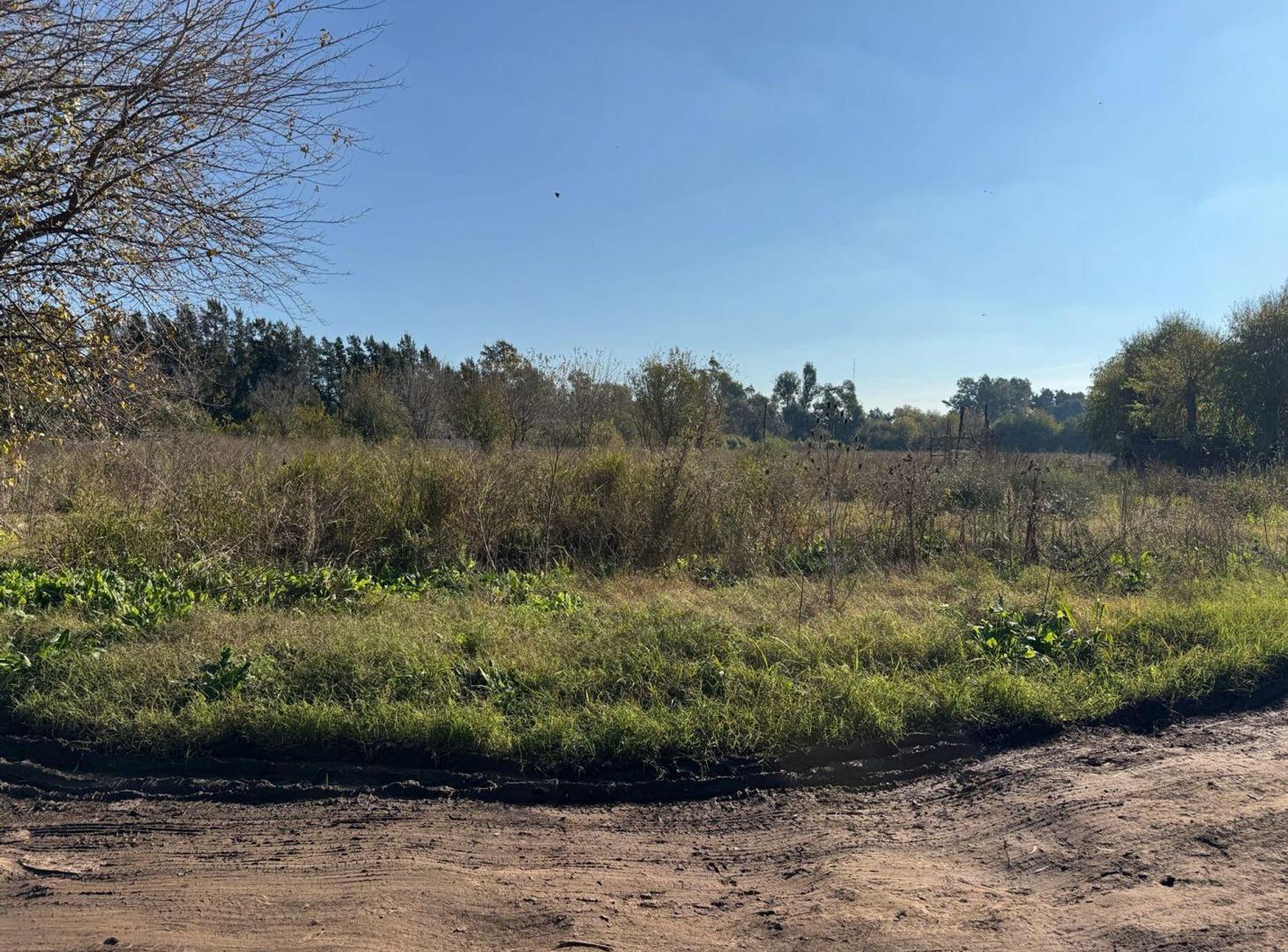 Foto de VENTA CAMPO 8,5 HECTAREAS, RUTA 25 PILAR, imagen 5