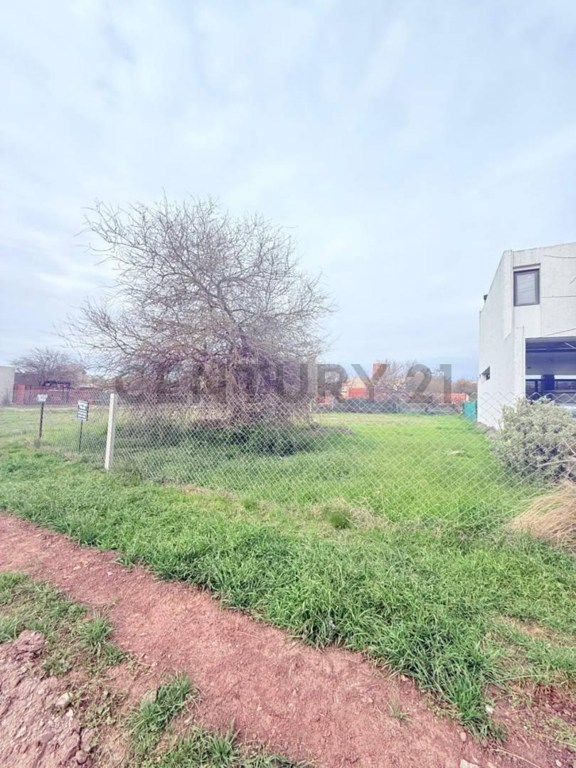 Foto de Venta de Lote en villa Catalina, imagen 1
