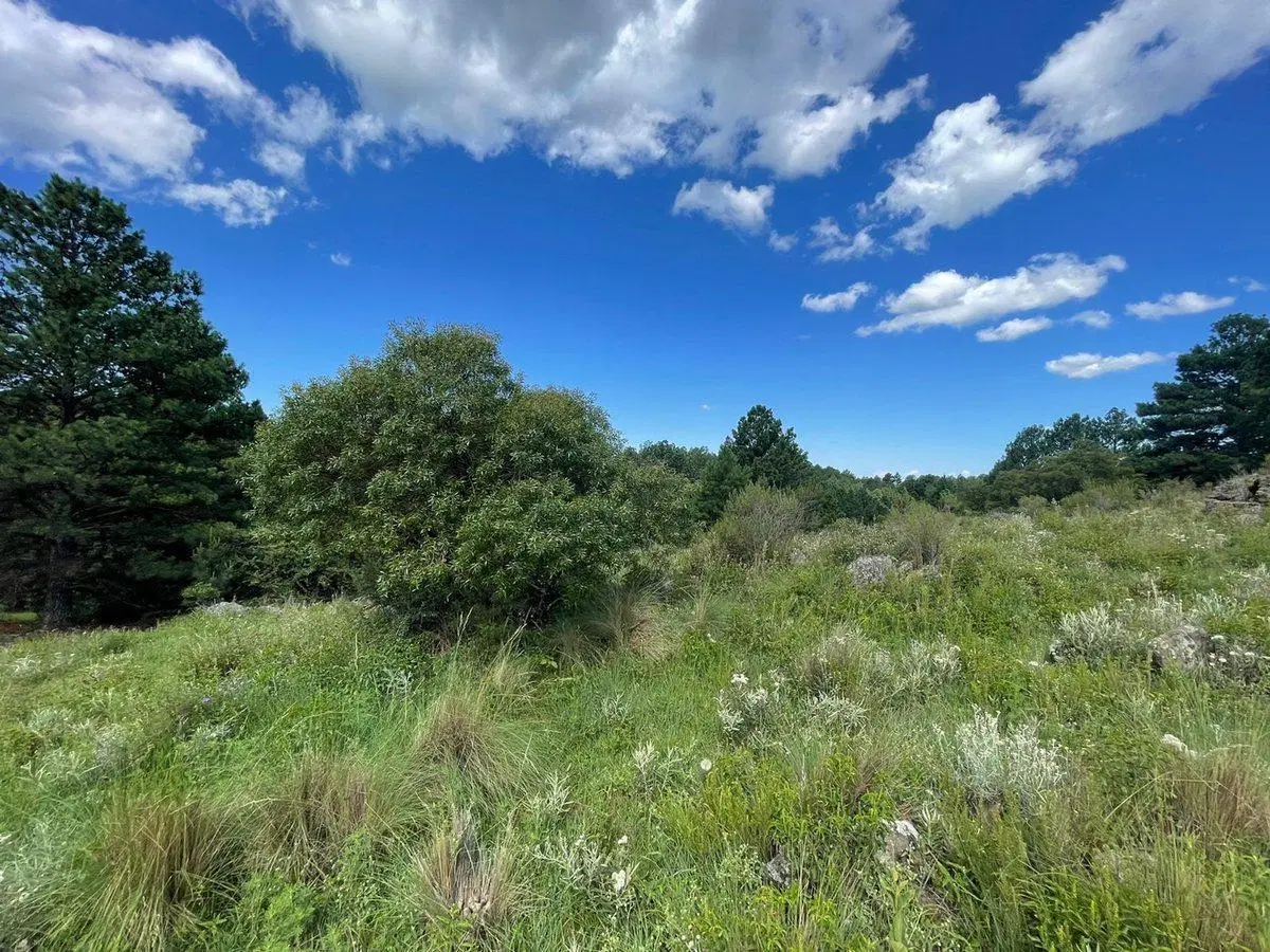 SE VENDE LOTE DE 4 HECTAREAS EN SAN CLEMENTE 2