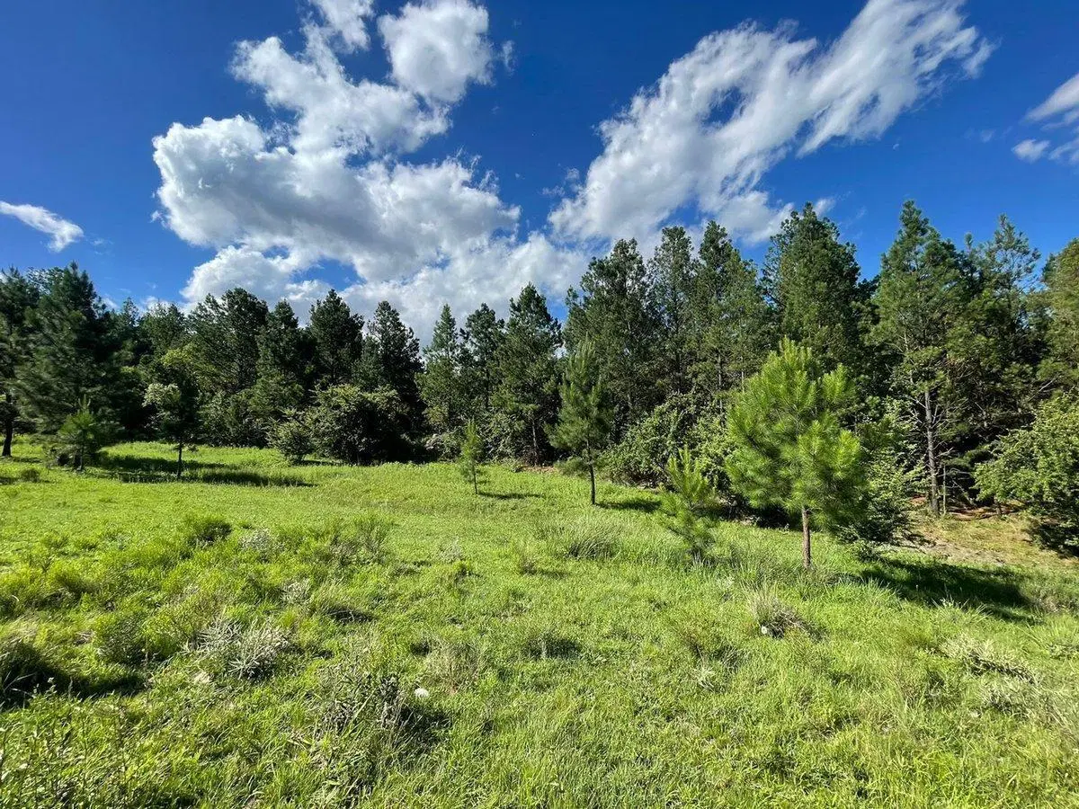 SE VENDE LOTE DE 4 HECTAREAS EN SAN CLEMENTE 5