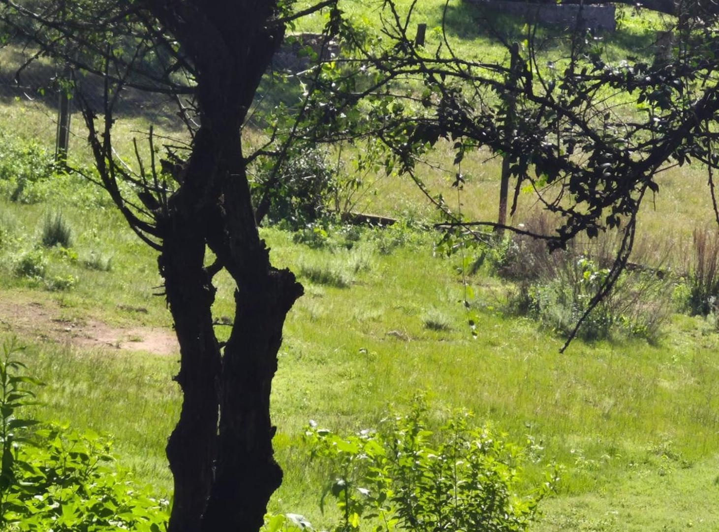 Foto de VENTA LOTE SALSIPUEDES, imagen 5