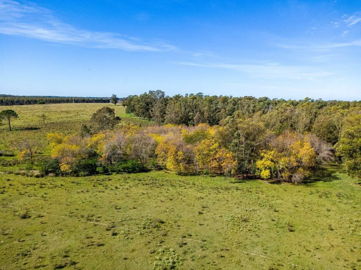 Venta de campo con 6 Ha. en Rincón de Pando 2