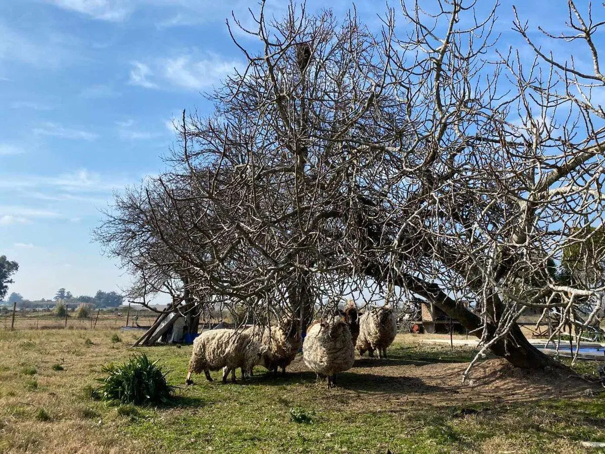 Venta Chacra Casa  Los Cerrillos 1.5 HA con Renta 4