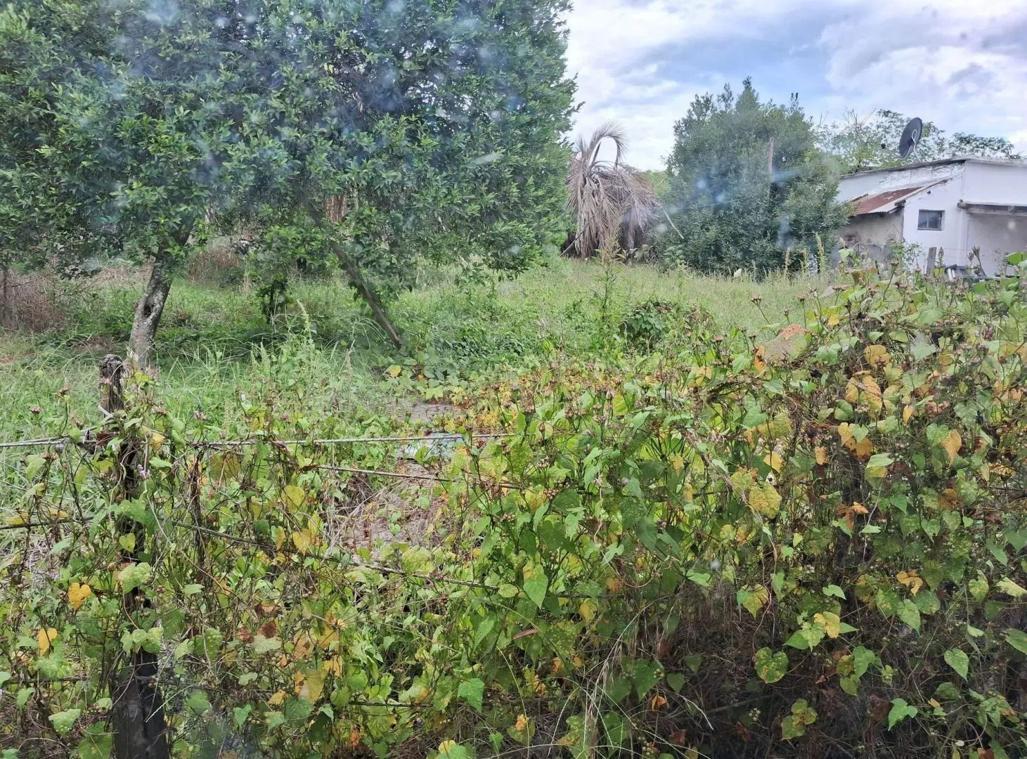Se vende casa en Empalme Olmos con gran terreno. 5