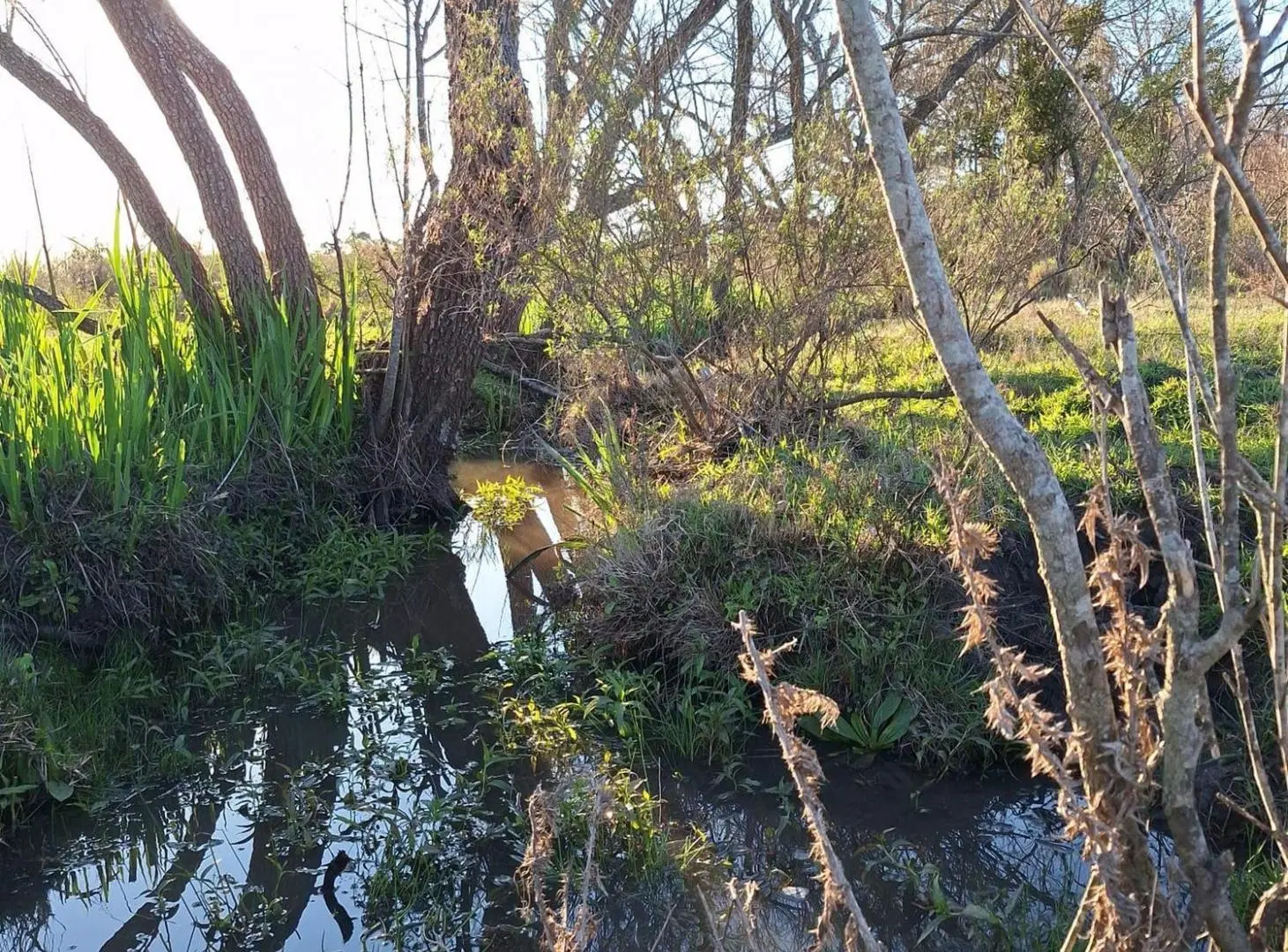 Venta de campo 5 Ha. Ruta 8 Km. 34 Rincón de Pando 4