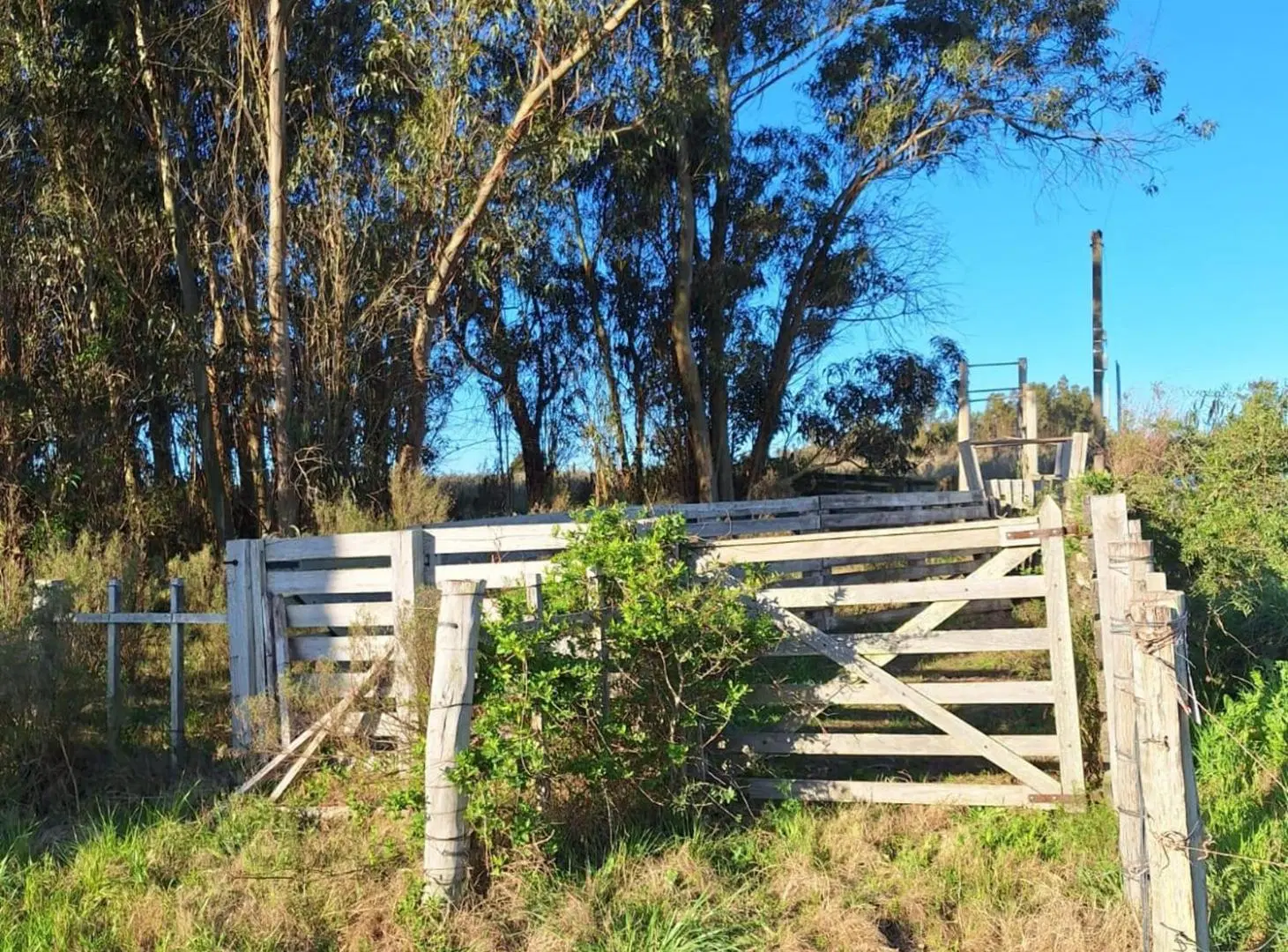 Venta de campo 5 Ha. Ruta 8 Km. 34 Rincón de Pando 3