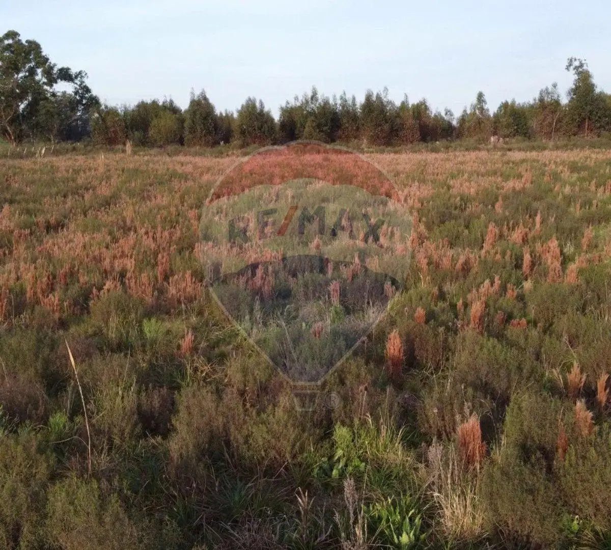 Venta de Campo 3 Ha. en Ruta 8 Km.45 Empalme Olmos 4