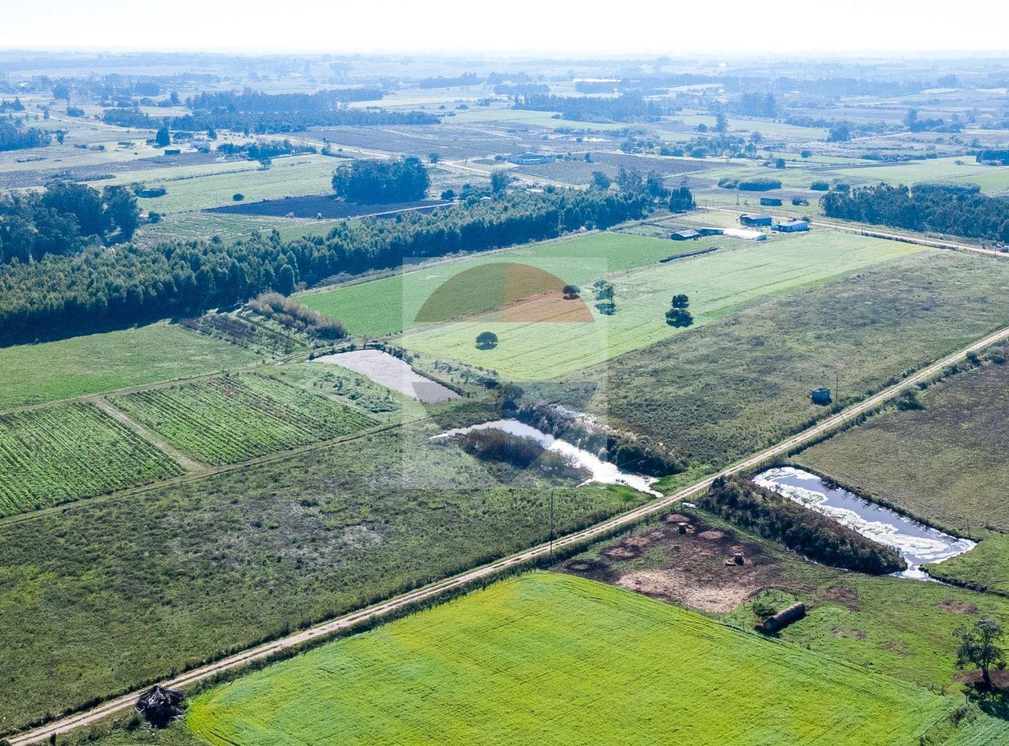 Foto de VENTA DE CAMPO 4 HECTAREAS CON TAJAMAR RUTA 75, imagen 2