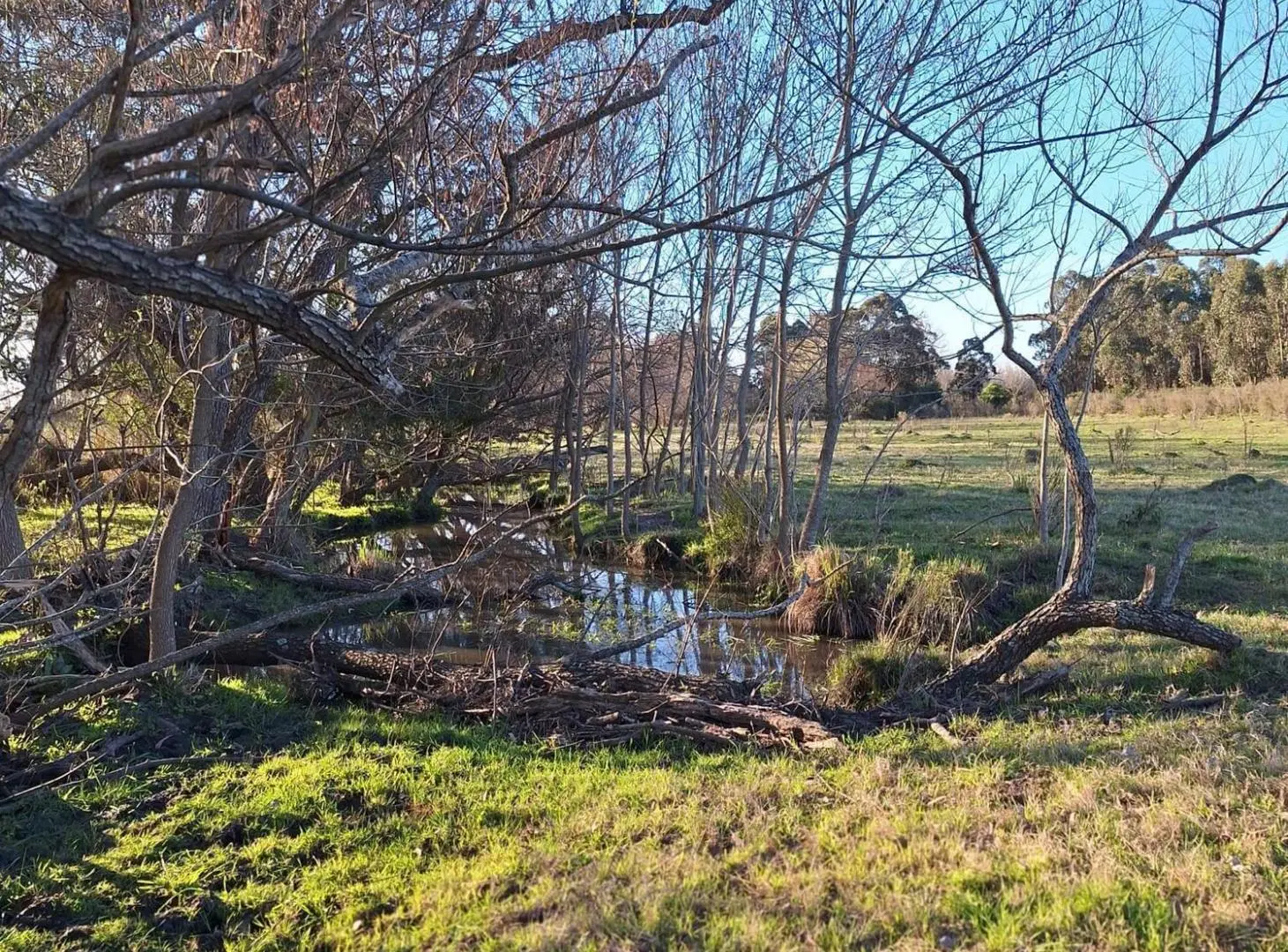 Venta de campo 5 Ha. Ruta 8 Km. 34 Rincón de Pando 4