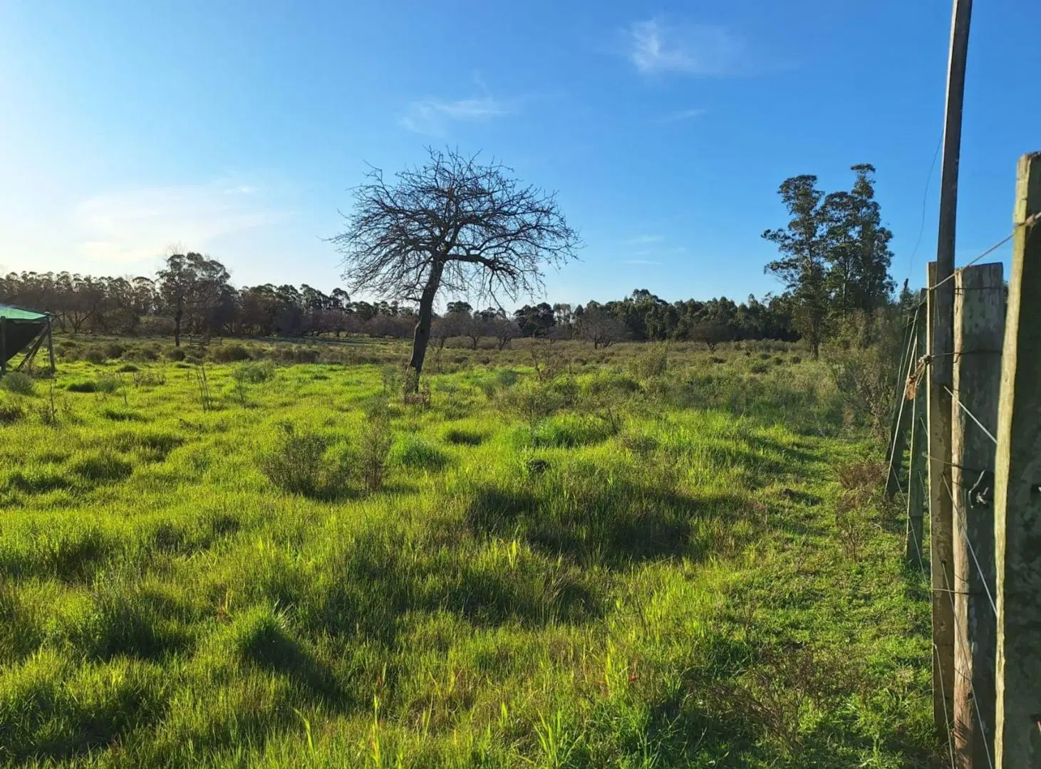 Venta de campo 5 Ha. Ruta 8 Km. 34 Rincón de Pando 5