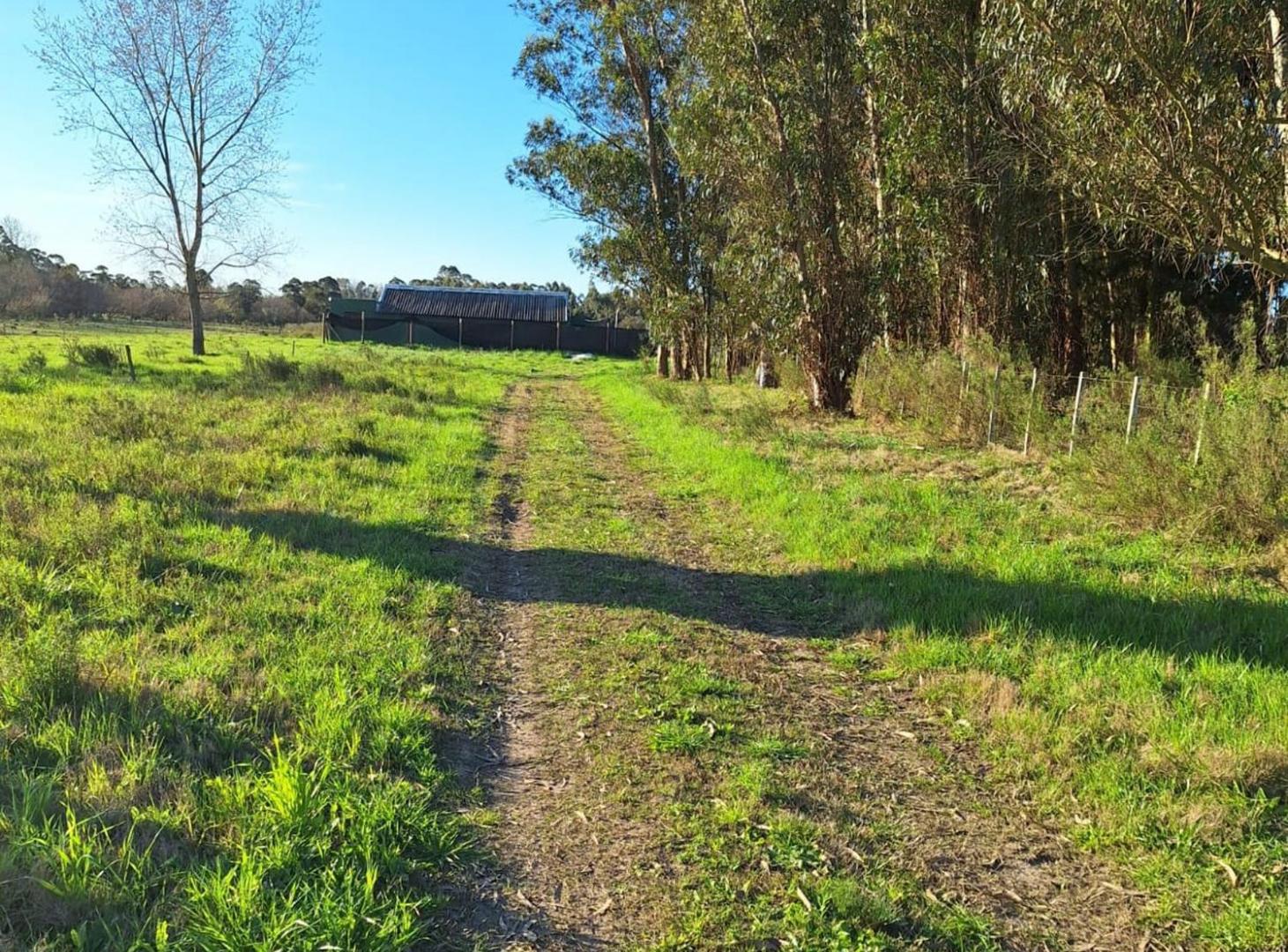 Foto de Alquiler campo 5 Ha. Ruta 8 Km. 34 Rincón de Pando, imagen 5