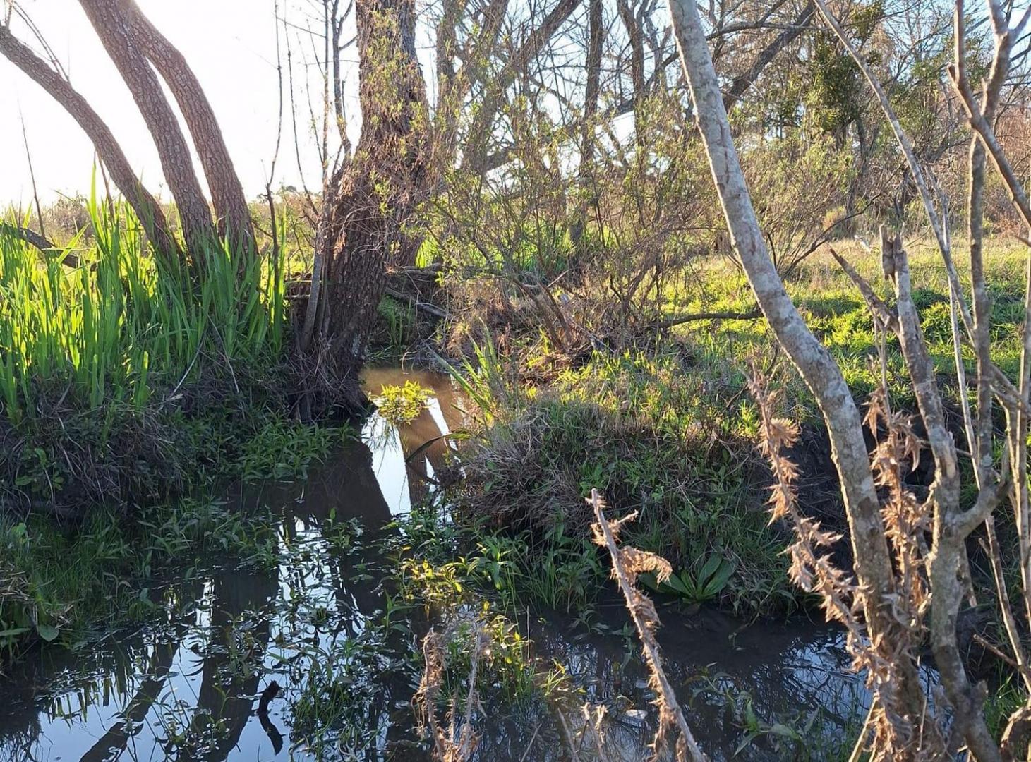 Foto de Venta de campo 5 Ha. Ruta 8 Km. 34 Rincón de Pando, imagen 2