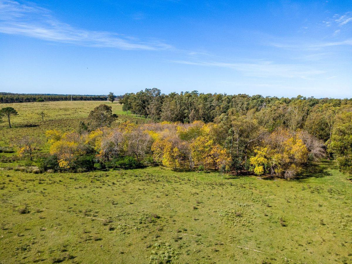 Foto de Venta de campo con 6 Ha. en Rincón de Pando, imagen 4