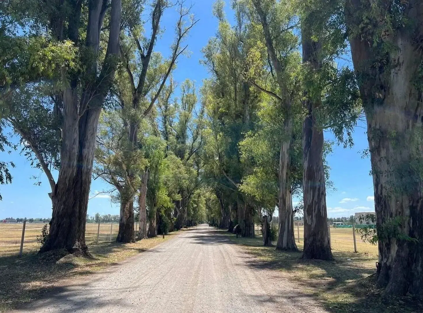 VENTA LOTE TRES PINOS B LA ISABEL GRAL RODRIGUEZ 4