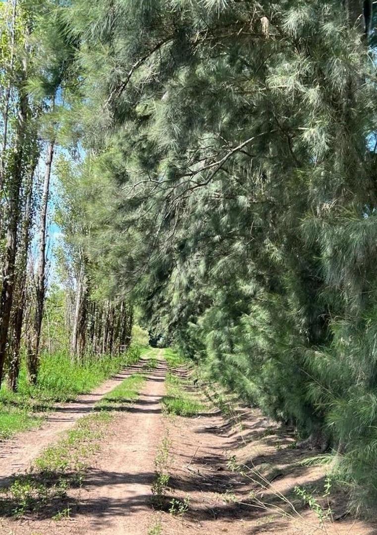 Foto de Terreno en venta en La Catalina - Roldán, imagen 1