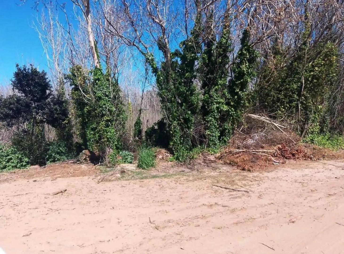Foto de En Carilo, lote en venta en calle Avestruz. Tercera linea de mar, imagen 4