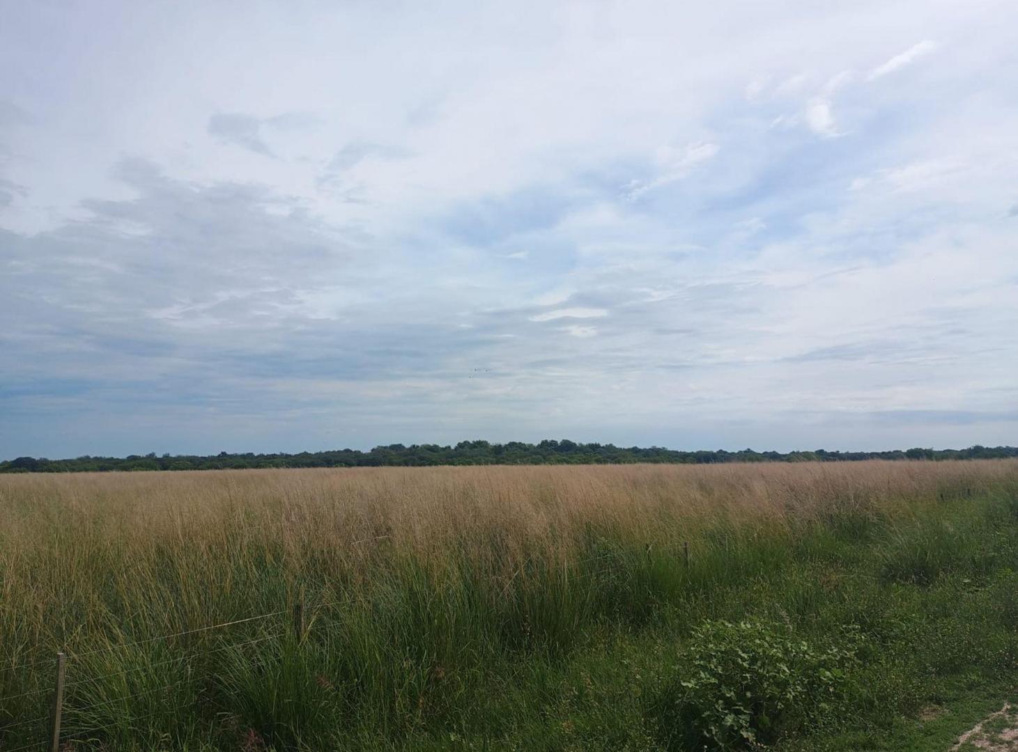 Foto de CAMPO GANADERO de 575 HAS en San Javier, imagen 4