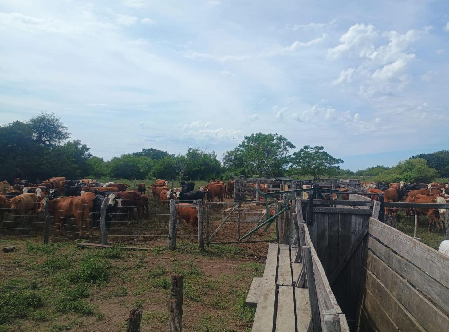 Foto de CAMPO GANADERO de 575 HAS en San Javier, imagen 3