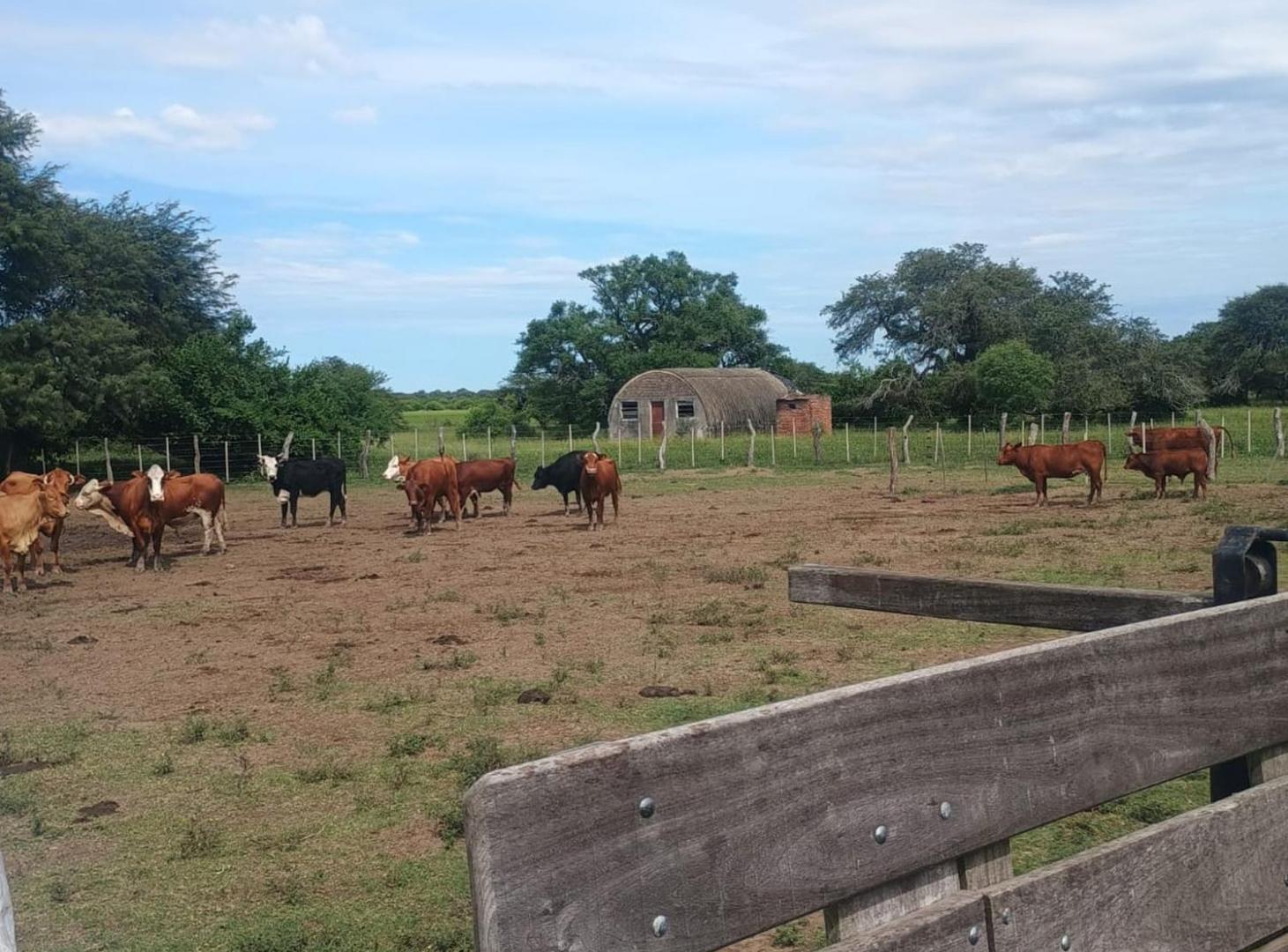 Foto de CAMPO GANADERO de 575 HAS en San Javier, imagen 3
