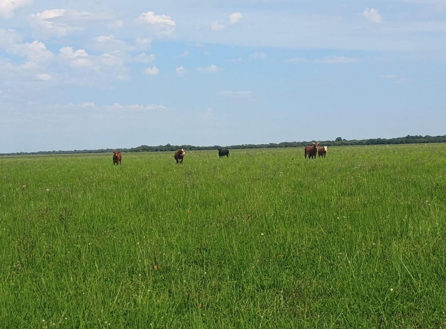 Foto de CAMPO GANADERO de 575 HAS en San Javier, imagen 2