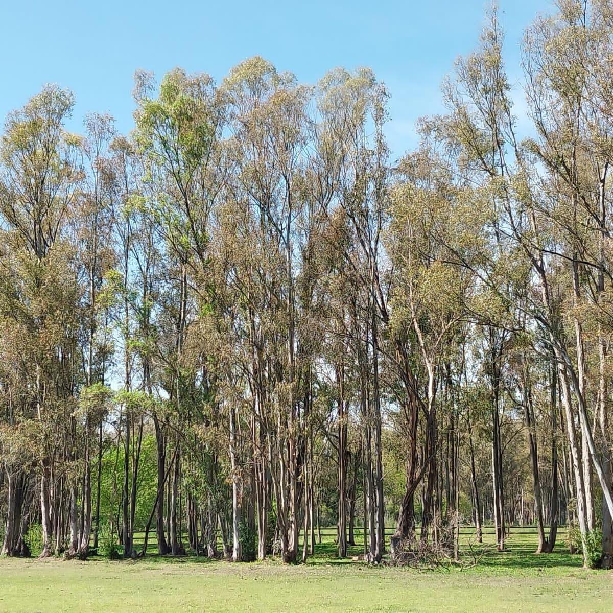 Terreno con IMPORTANTE MEJORAS en Chacras del Paraná - Zarate