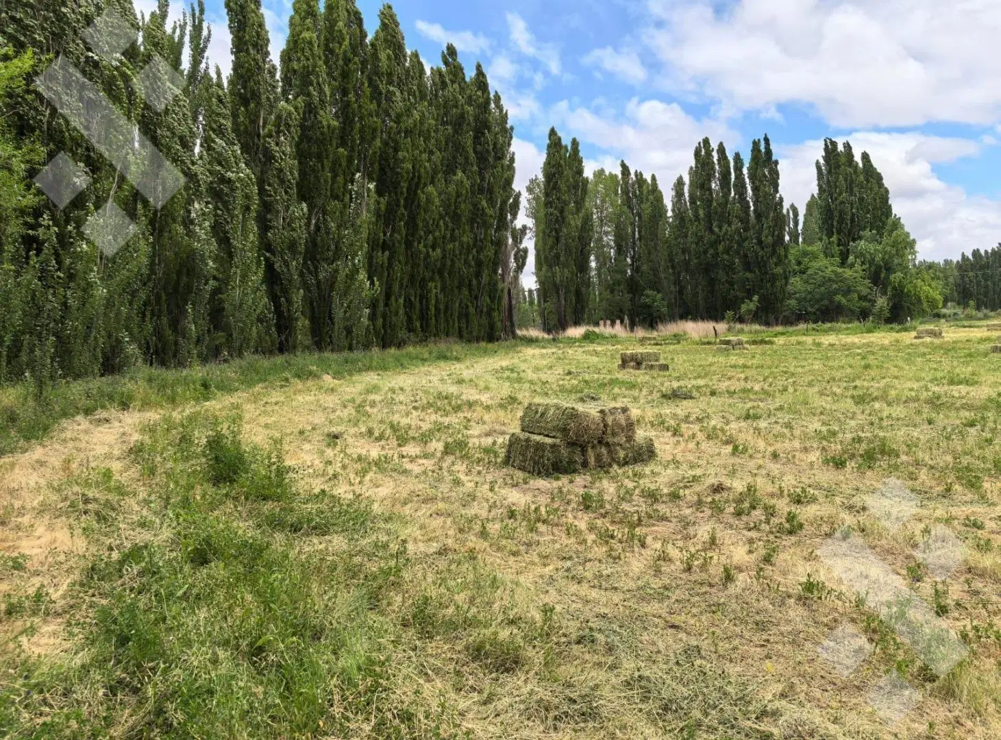 Chacra en Picun Leufu 5