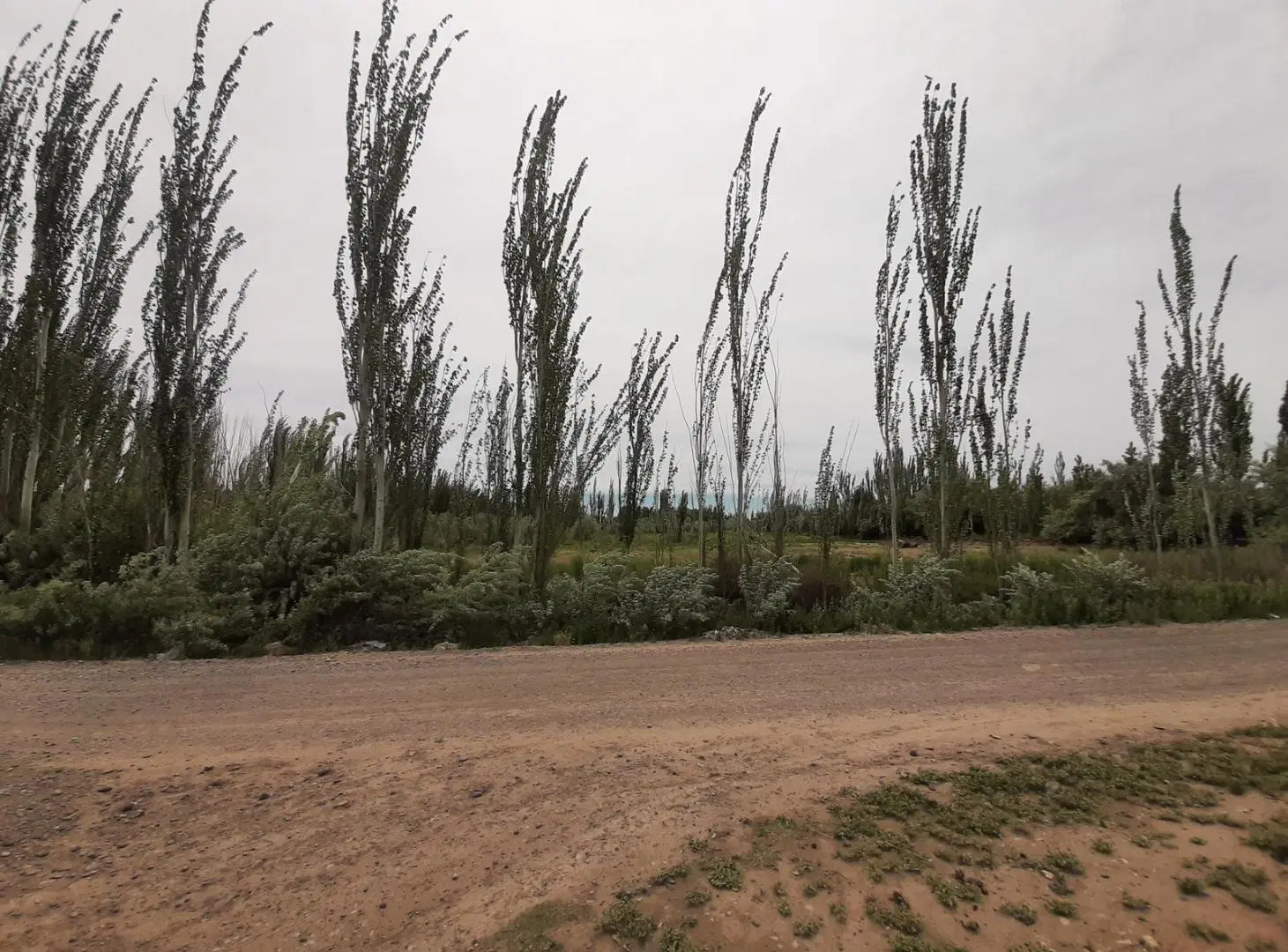 Venta 15 hectareas Sargento Vidal 2