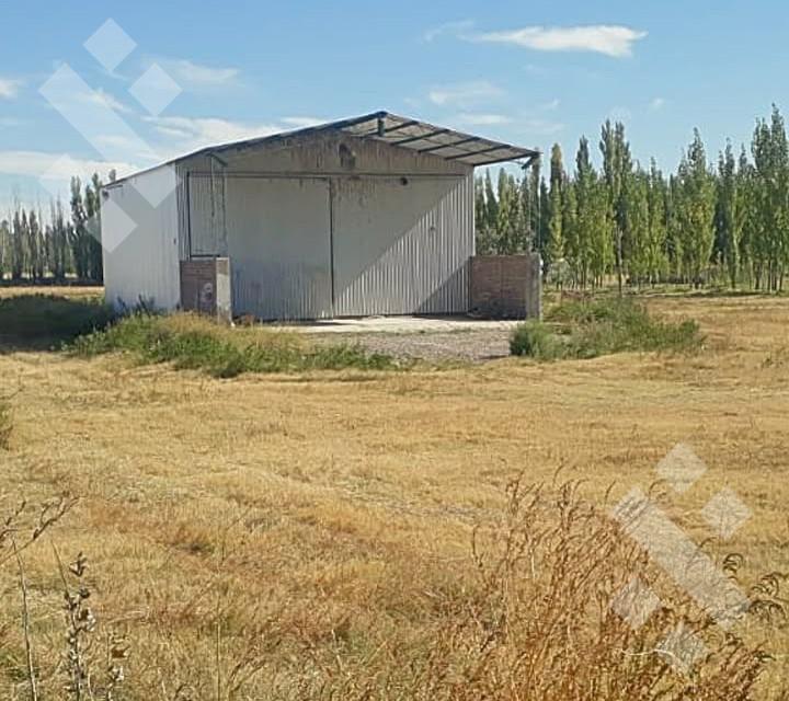 Foto de Venta de chacra con galpòn Colonia La Picasa - Cinco Saltos, imagen 3