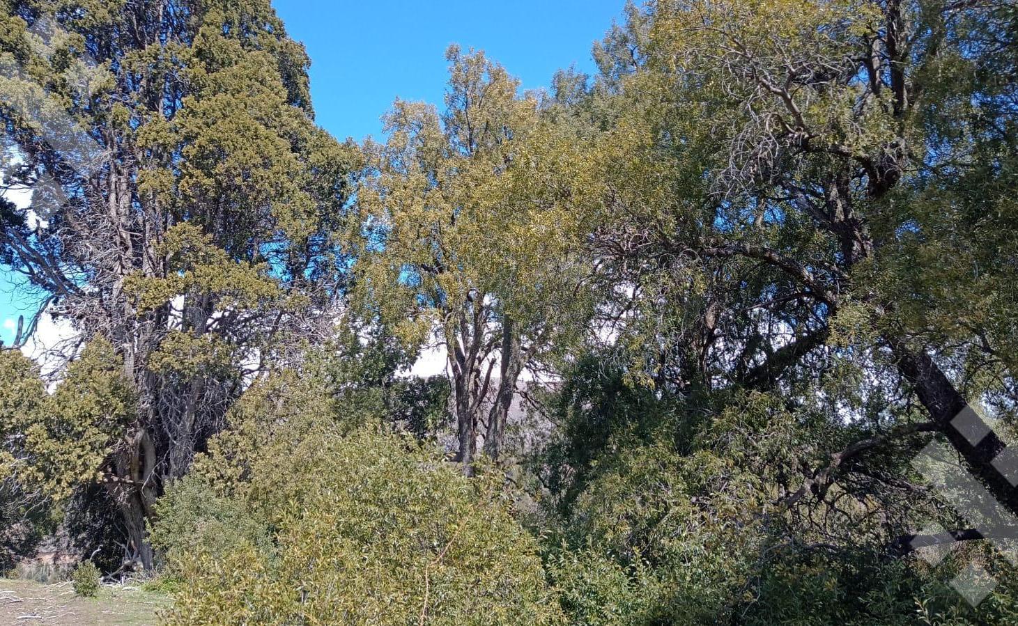 Foto de Venta lote 800 m2 - Chacay Bajo - Camino Cascada de Sepulveda - San, imagen 1