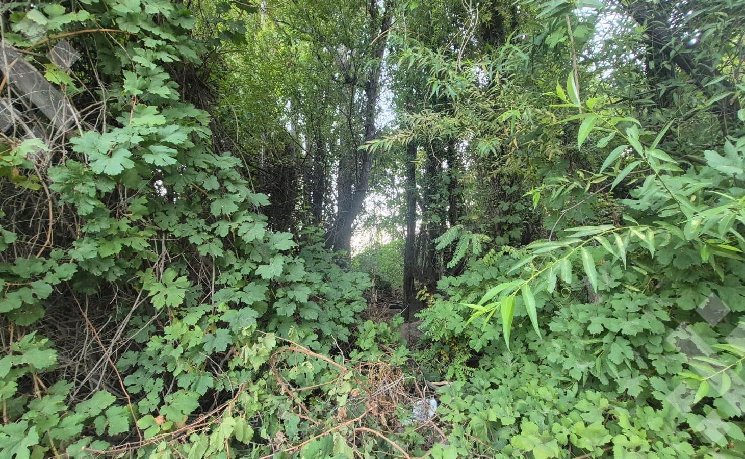 Foto de Terreno en Confluencia, imagen 5