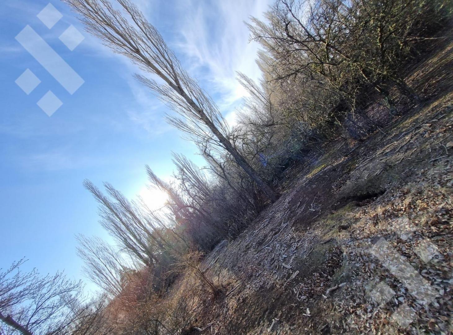 Foto de Venta de 1 Hectárea - Loteo Sepulveda - San Martin de los Andes, imagen 5