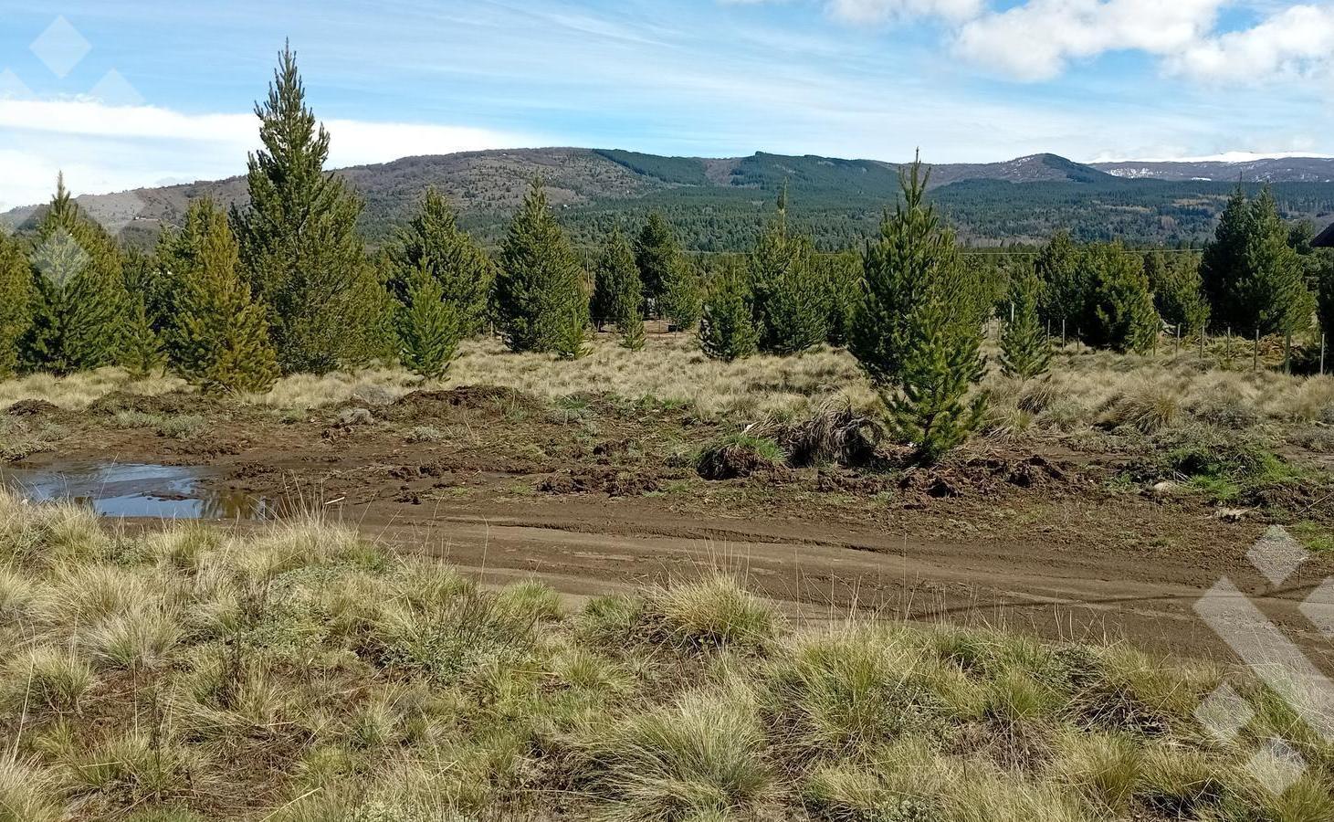 Foto de Venta lote 2400 m2 - Villa Quilquihue - Junin de los Andes, imagen 2