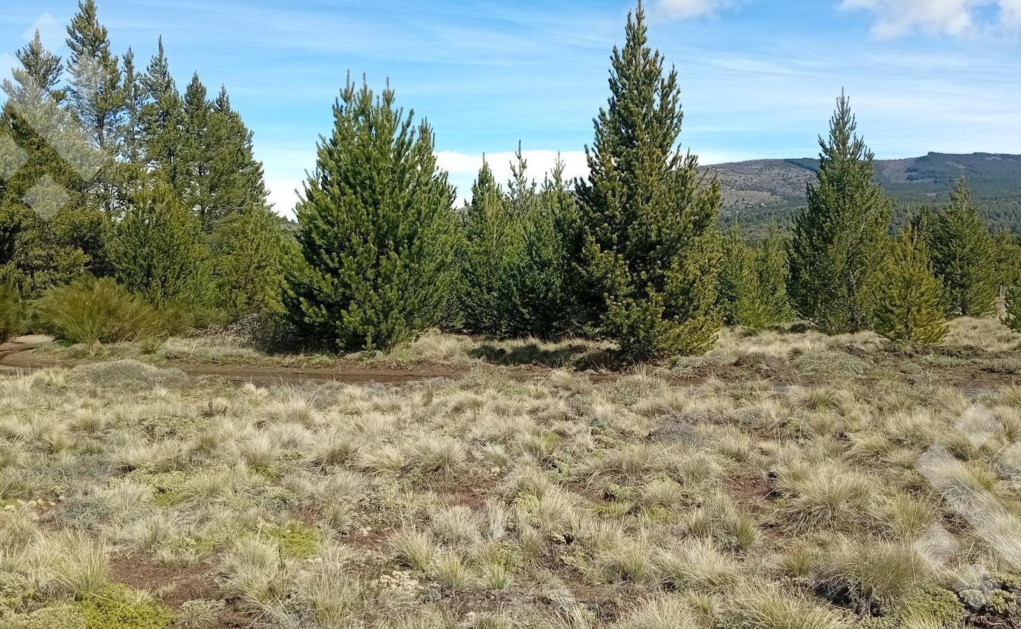 Foto de Venta lote 2400 m2 - Villa Quilquihue - Junin de los Andes, imagen 3