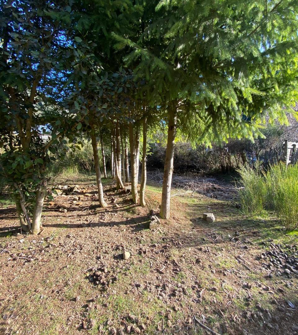 Foto de VENTA Lote plano, muy lindo en esquina en Villa Los Coihues. Bariloche, imagen 3
