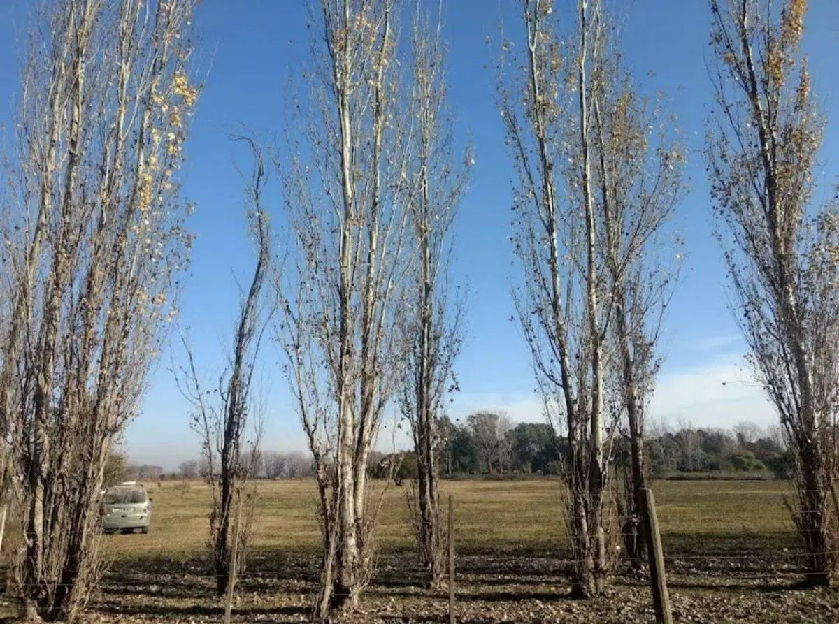 Lote en barrio abierto productor "El naranjo" 3